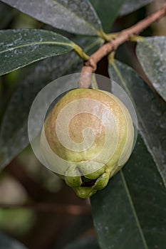 Rose apple Syzygium jambos, edible fruit